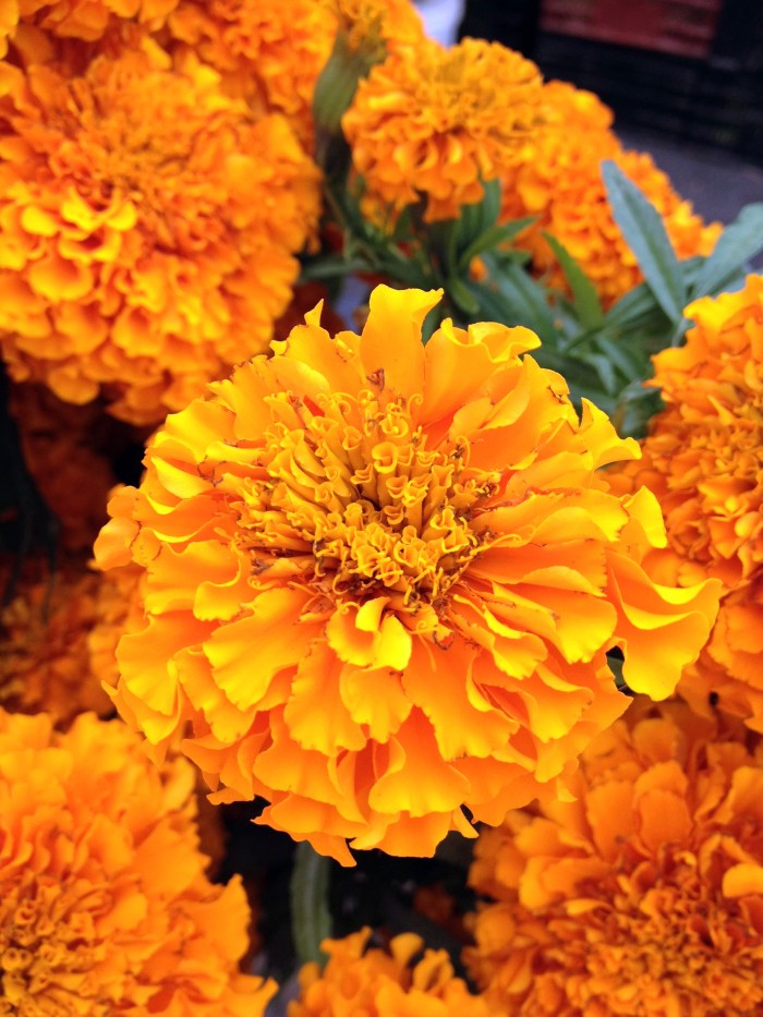 Santa Monica Farmer's Market