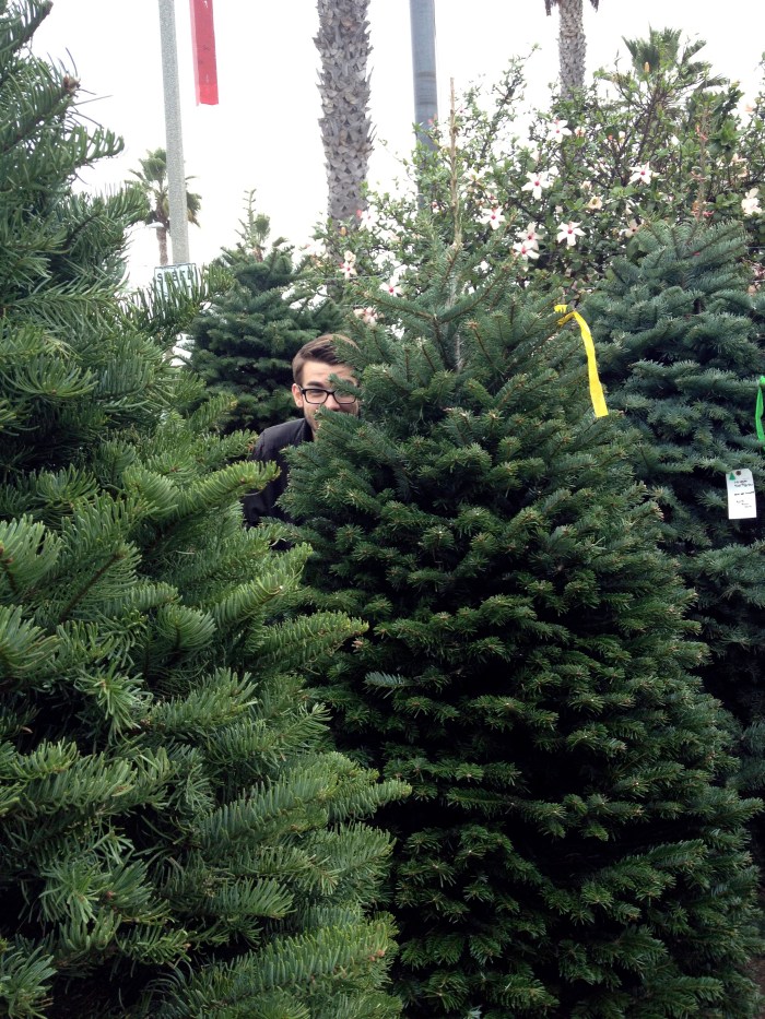 hide and go seek in christmas trees