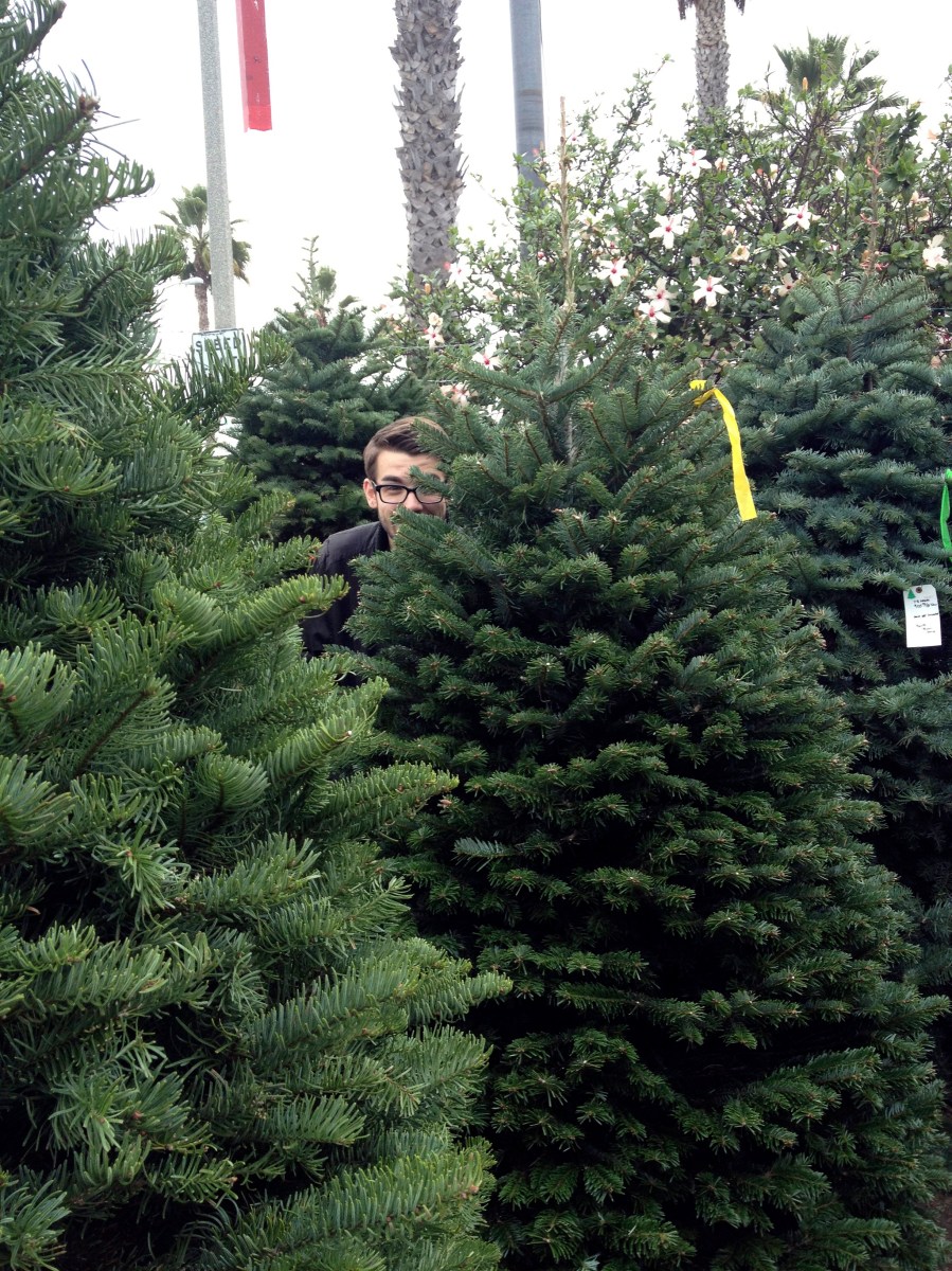 hide and go seek in christmas trees