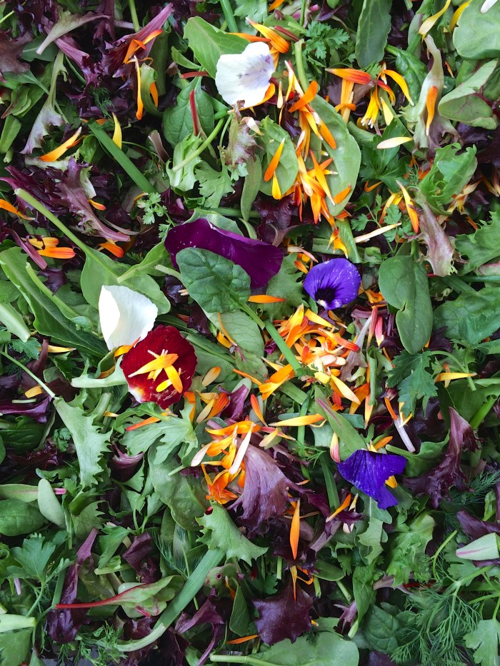 spring at santa monica farmers market